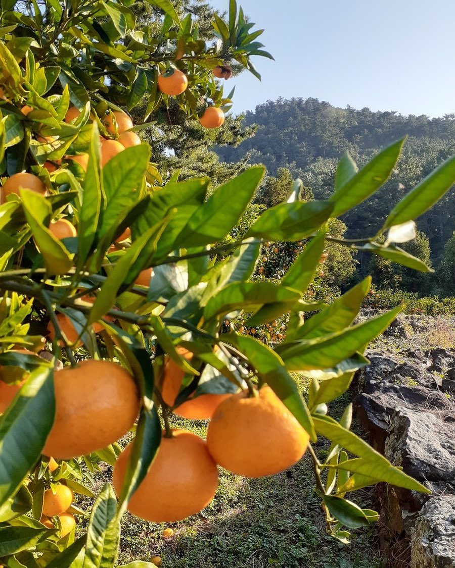 107회 자연그대로 농민장터