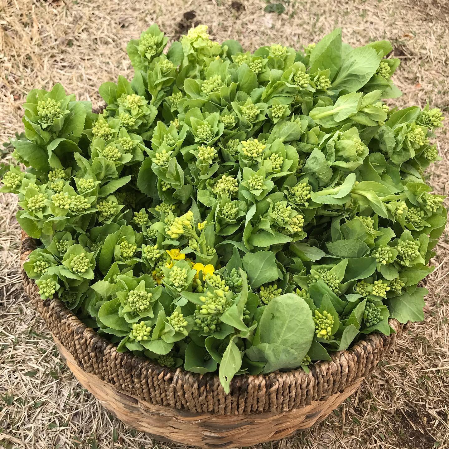 115회 자연그대로 농민장터