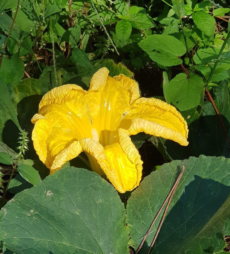 138회 자연그대로 농민장터