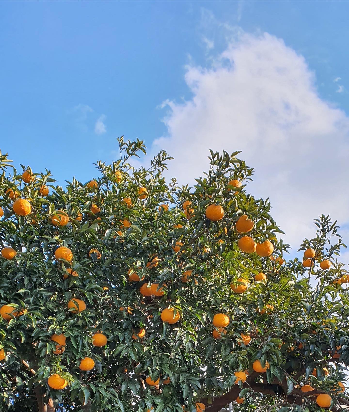 150회 자연그대로 농민장터