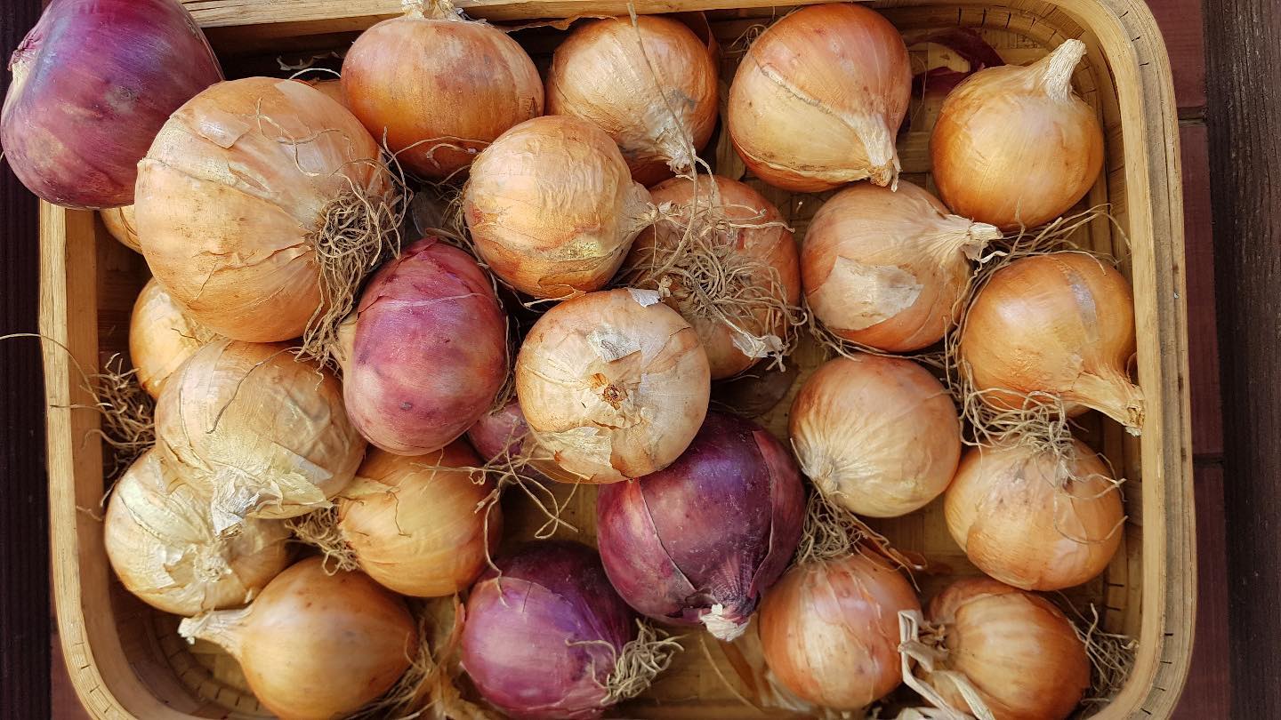 172회 자연그대로 농민장터